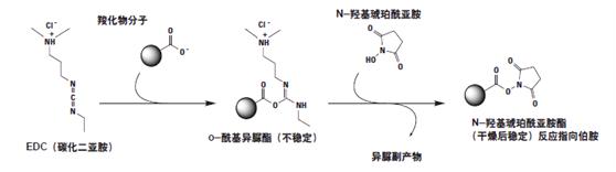 使用 n 羟基琥珀酰亚胺和 edc 制备稳定的胺活性活化的羧化物化合物