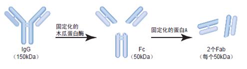 fab制备试剂盒 44985报价/价格-抗体 pierce- 北京北方同正生物技术