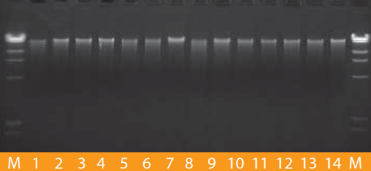 genejet植物基因组dna纯化迷你试剂盒