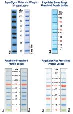 即日起 —— 2012年5月30日               原fermentas 蛋白marker